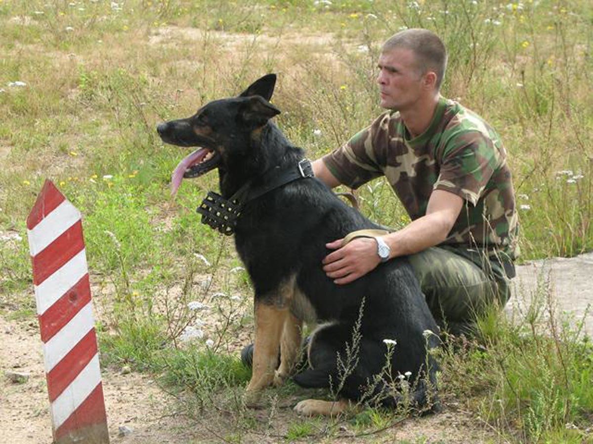 Федерация военного собаководства СПБ