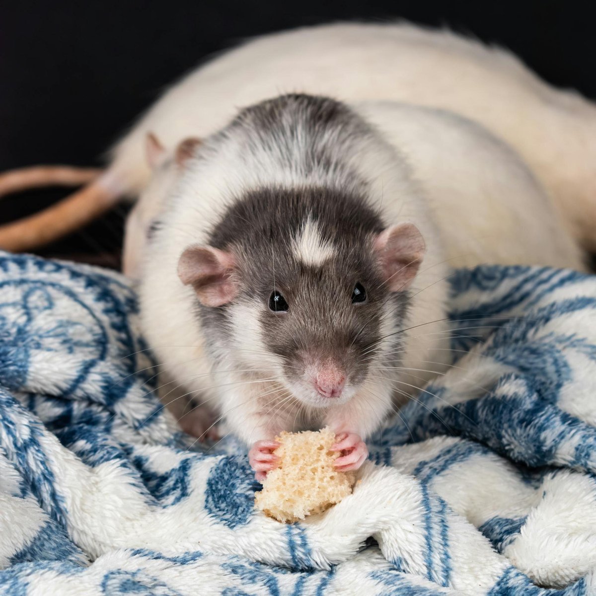 Белая крыса с серыми пятнами с кусочком хлеба в лапах