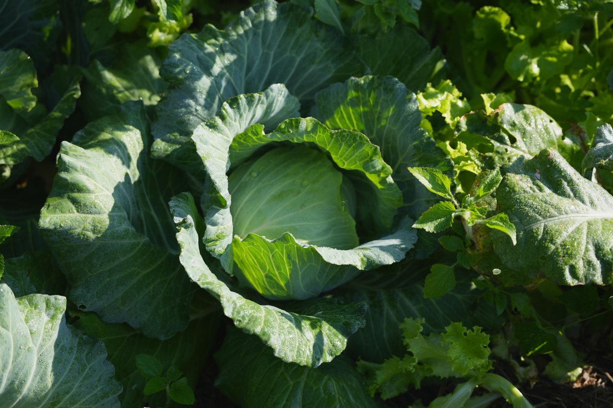 Белокочанная капуста