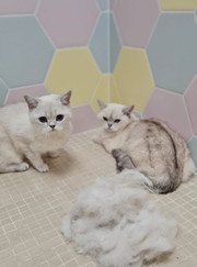 Грумер, ветеринар Екатерина Дмитриевна Злобина