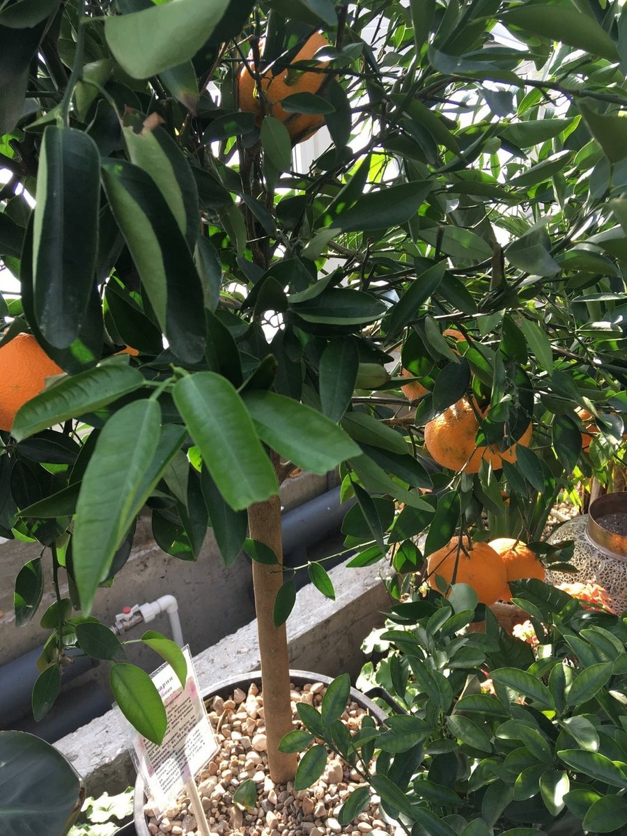 Апельсиновое дерево в Ботаническом саду