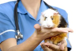 Выездная ветеринарная клиника Зоомир, с рейтингом 5 - находится по адресу Саратов, Университетская улица, 28 